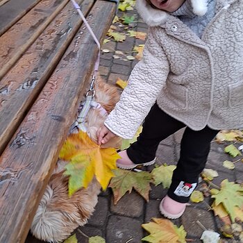 Covorul de frunze ruginii 😍🍂