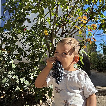 Un copil adorabil ronțăie cu poftă un ciorchine de struguri, cu obrajii pufoși ș