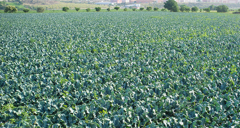 A vast field of leafy green plants stretches out towards a distant cityscape.