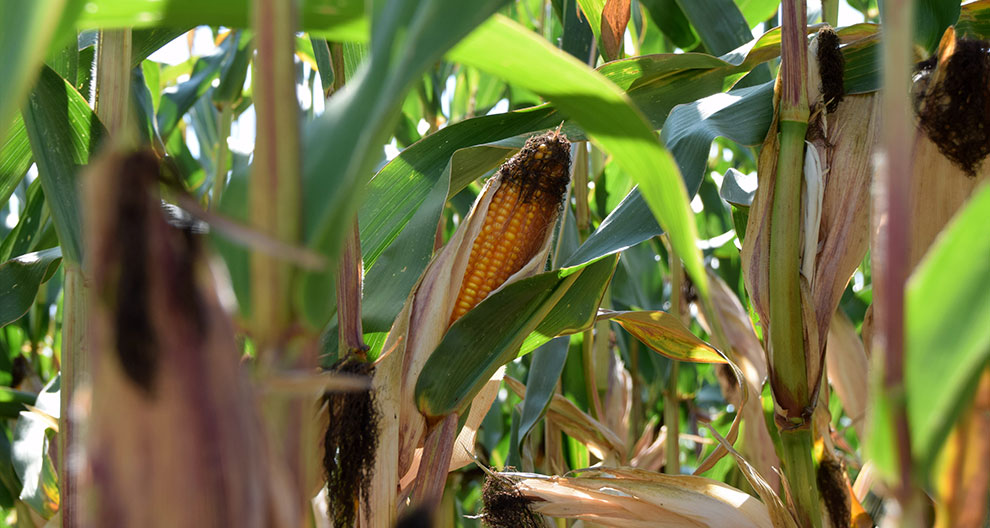 A corn cob, partially encased in its husk, stands amidst a field of green and brown leaves.