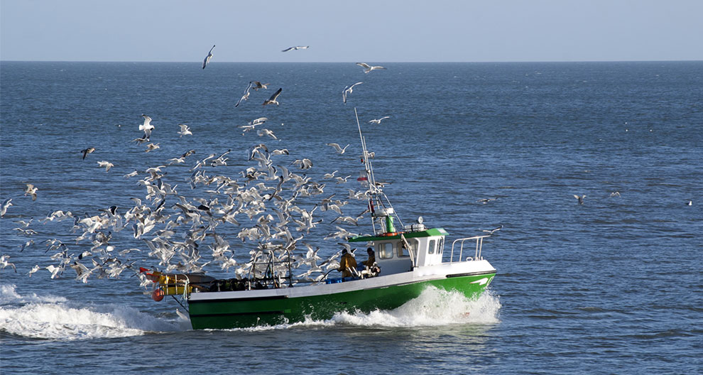 A boat cuts through the water, surrounded by a flurry of birds.