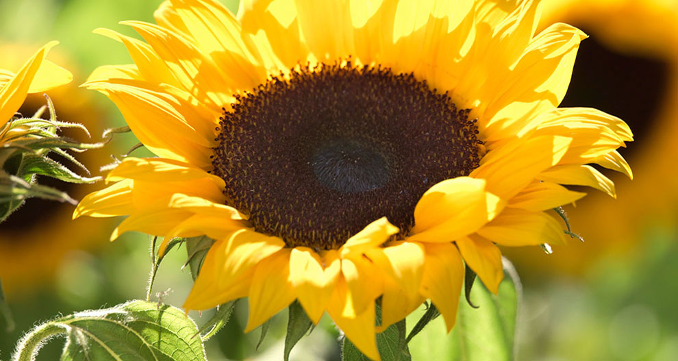 Sunflower with dark brown center and green leaves.