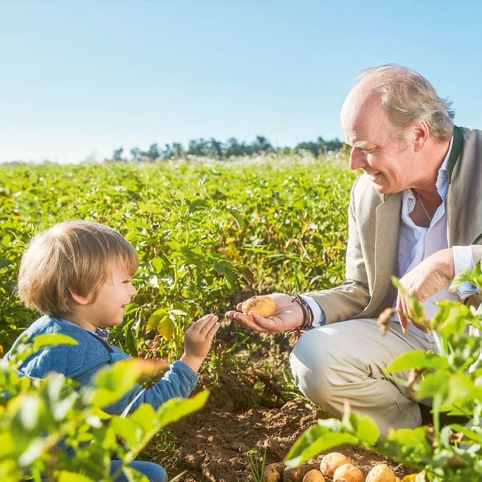 An elderly man and a young child are harvesting potatoes in a field.
