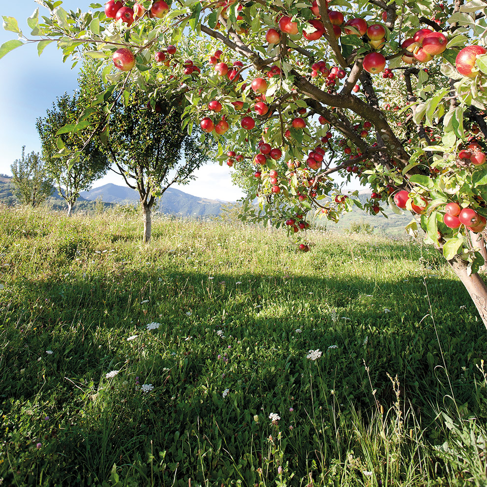 Apple trees laden with ripe fruit stand in a sunlit meadow with wildflowers, overlooking a valley and distant mountains.