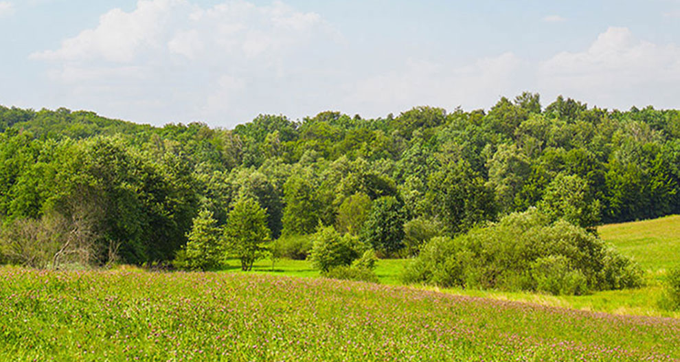 O pajiște verde luxuriantă cu copaci împrăștiați și o pădure densă în fundal, sub un cer senin.
