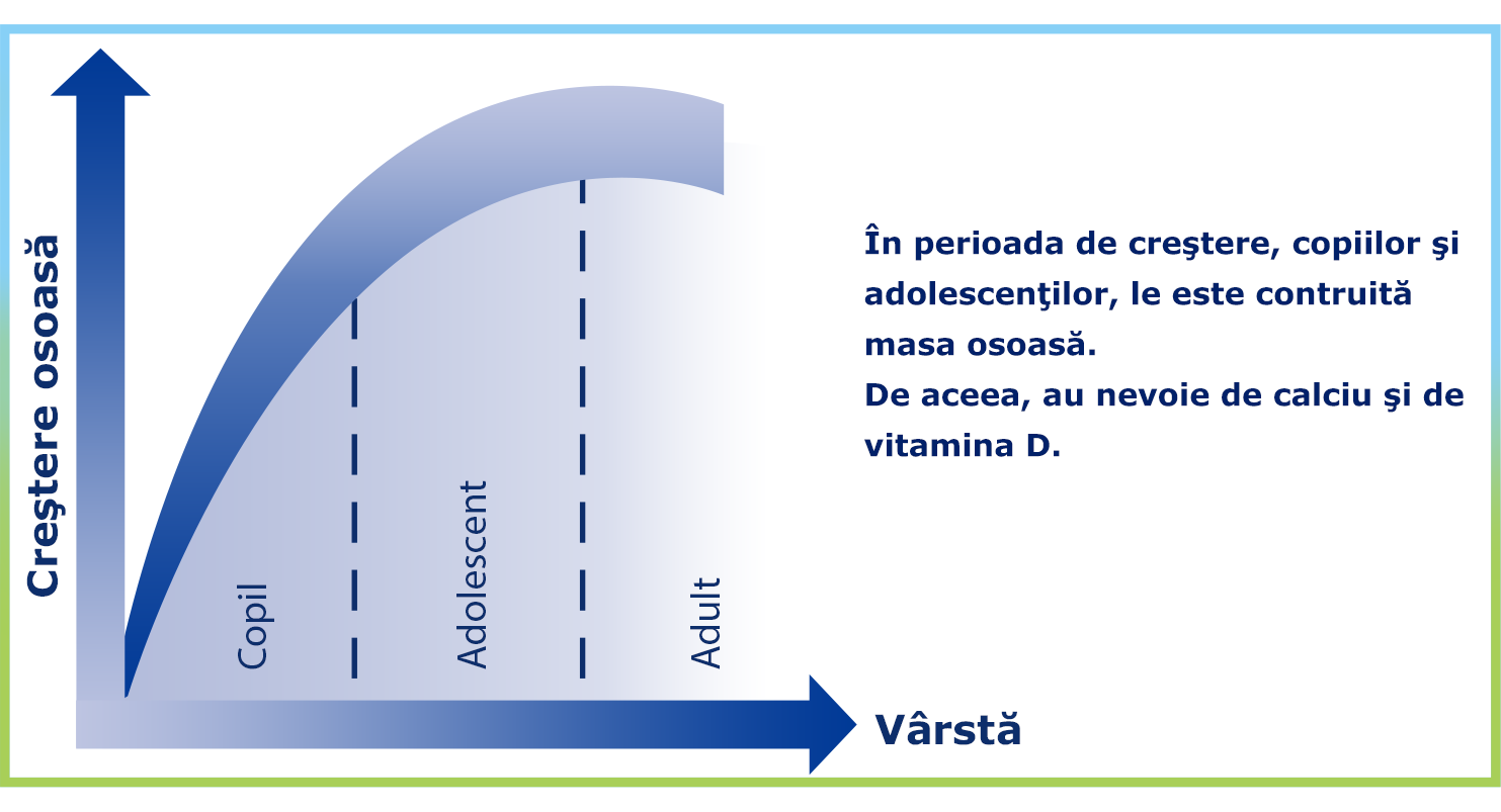 O reprezentare grafică a densității osoase (crestere osoasă) într-un corp uman de-a lungul diferitelor etape ale vieții, de la copilărie la vârsta adultă.